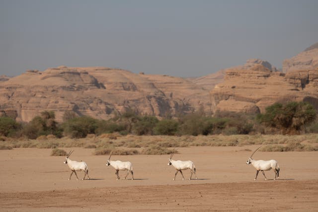 <p>Arabian Oryx in the Sharaan Nature Reserve in AlUla, north-western Saudi Arabia</p>